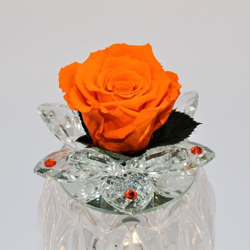 Rosa Bocciolo di Cristallo Arancio