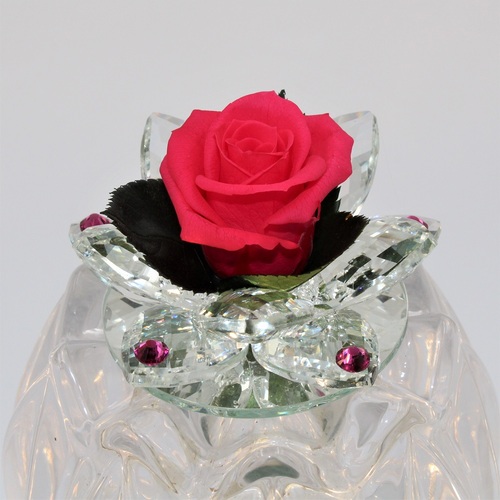 Rosa Bocciolo di Cristallo Fuxia