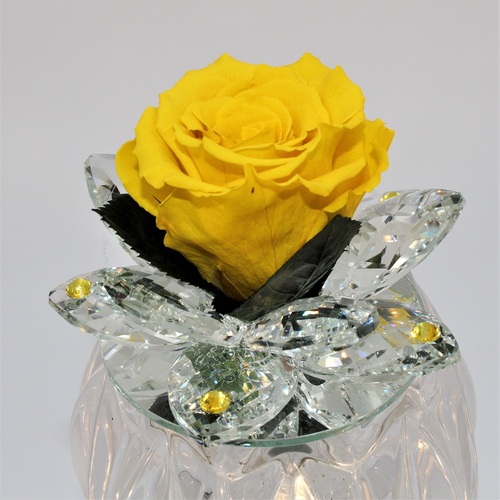 Rosa Bocciolo di Cristallo Gialla