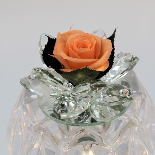 Rosa Bocciolo di Cristallo Salmone