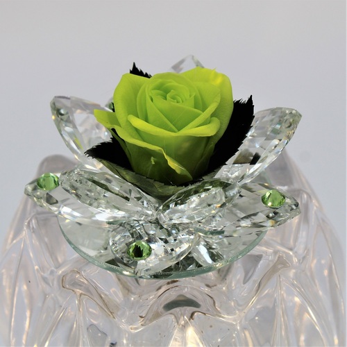 Rosa Bocciolo di Cristallo Verde