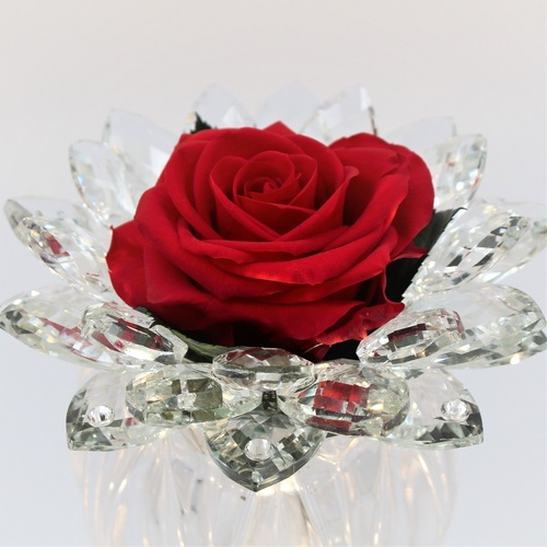 Rosa Rossa Stella di Cristallo 1