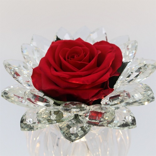 Rosa Rossa Stella di Cristallo 2