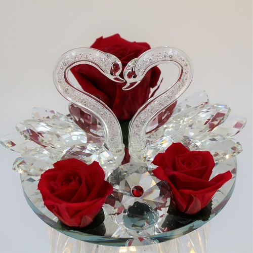 Rosa dei Cigni 3 Rosa dei Cigni 3