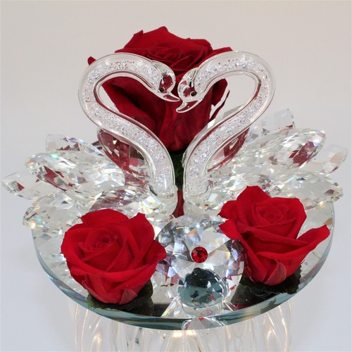 Rosa dei Cigni 4 Rosa dei Cigni 4