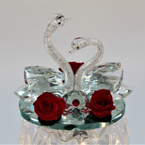 Rosa dei Cigni Piccola 1 Rosa dei Cigni Piccola 1