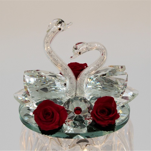 Rosa dei Cigni Piccola 3 Rosa dei Cigni Piccola 3