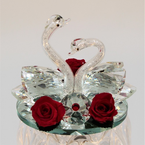 Rosa dei Cigni Piccola 4 Rosa dei Cigni Piccola 4