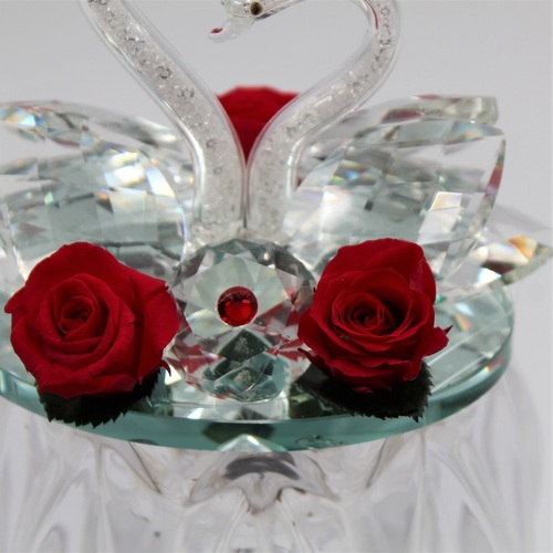 Rosa dei Cigni Piccola 5 Rosa dei Cigni Piccola 5