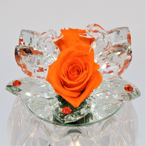 Rosa della Fenicia Stabilizzata Arancio