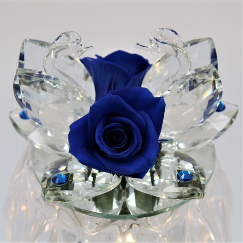 Rosa della Fenicia Stabilizzata Blu