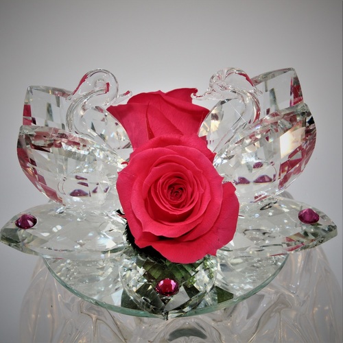 Rosa della Fenicia Stabilizzata Fuxia