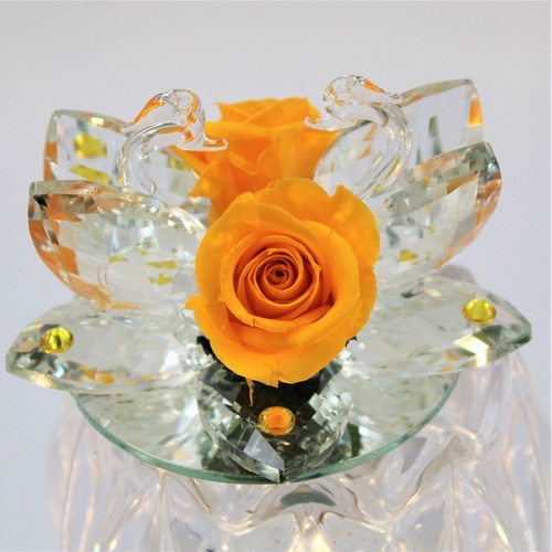 Rosa della Fenicia Stabilizzata Gialla