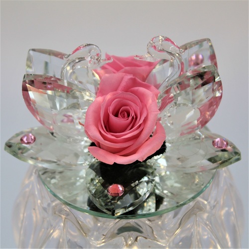 Rosa della Fenicia Stabilizzata Rosa