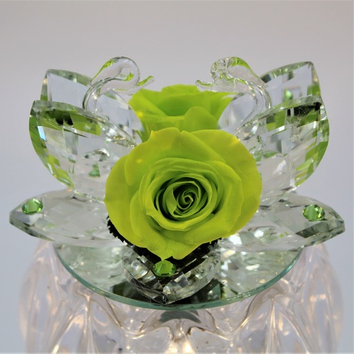 Rosa della Fenicia Stabilizzata Verde