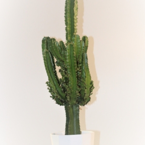 Euphorbia Eritrea 2