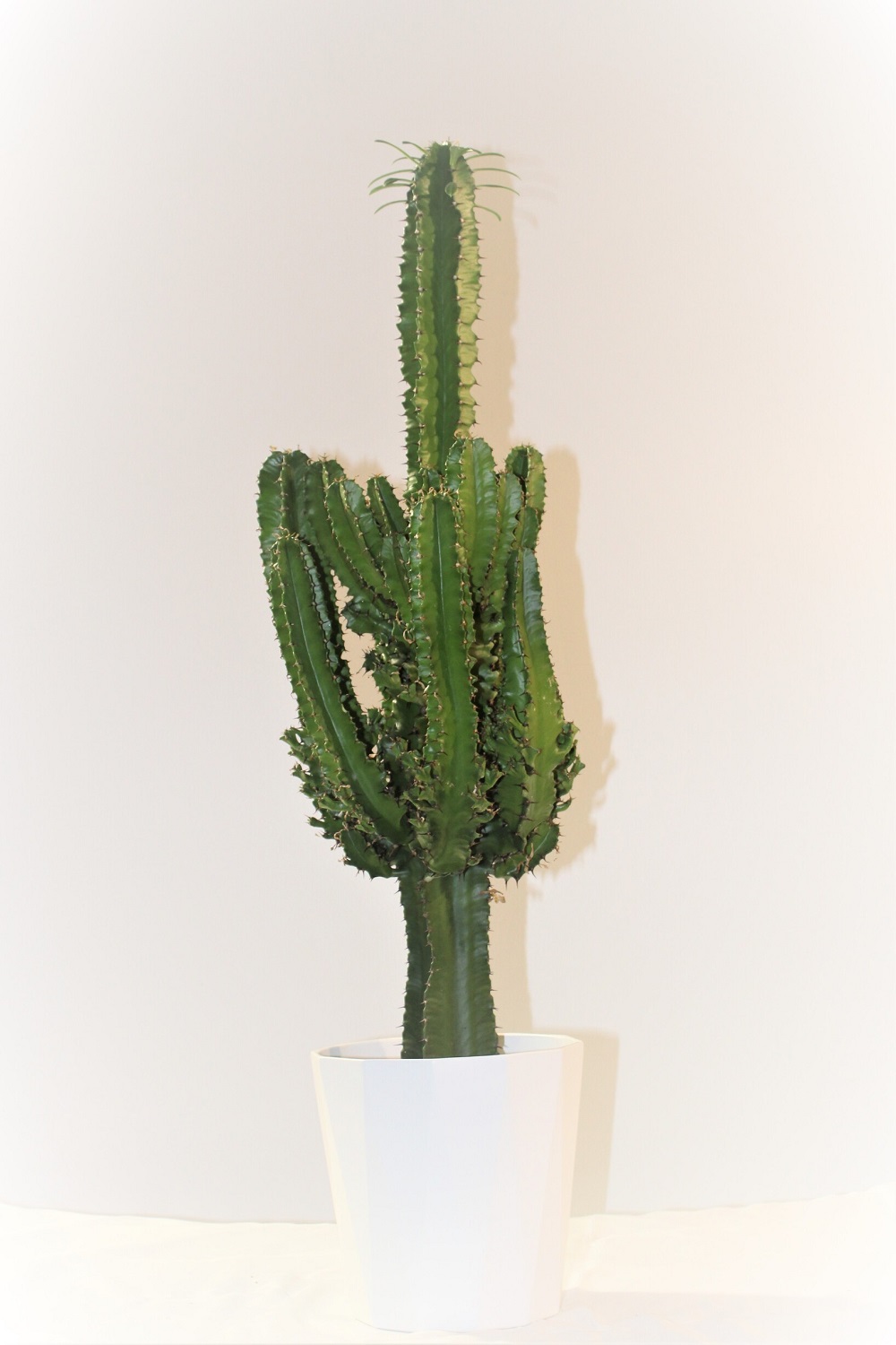 Euphorbia Eritrea 2 Euphorbia Eritrea 2