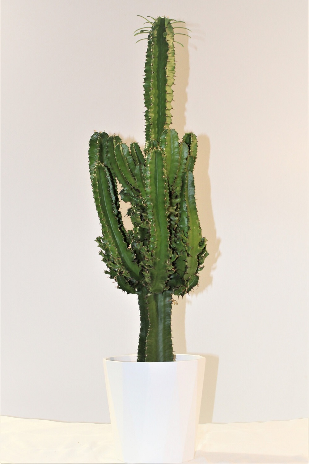 Euphorbia Eritrea 3 Euphorbia Eritrea 3