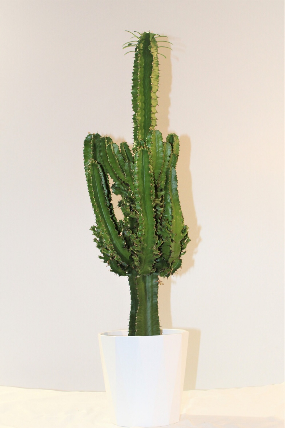 Euphorbia Eritrea 4 Euphorbia Eritrea 4