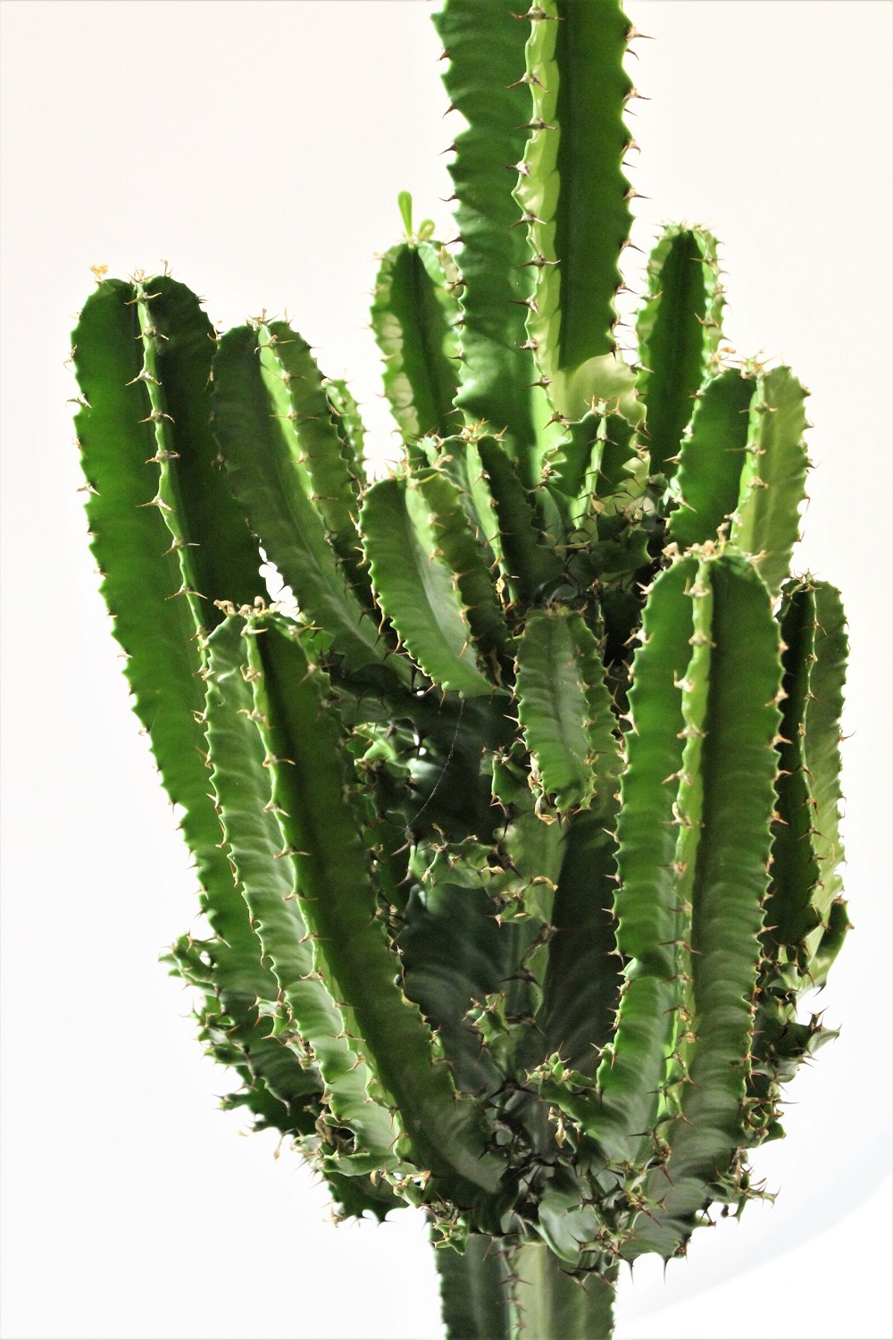 La Violetta di De Luca Laura La Violetta di De Luca Laura