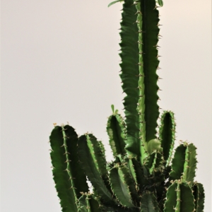 Euphorbia Eritrea 6