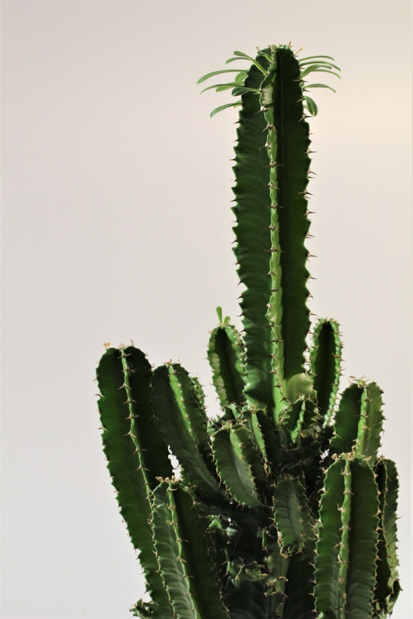 Euphorbia Eritrea 6