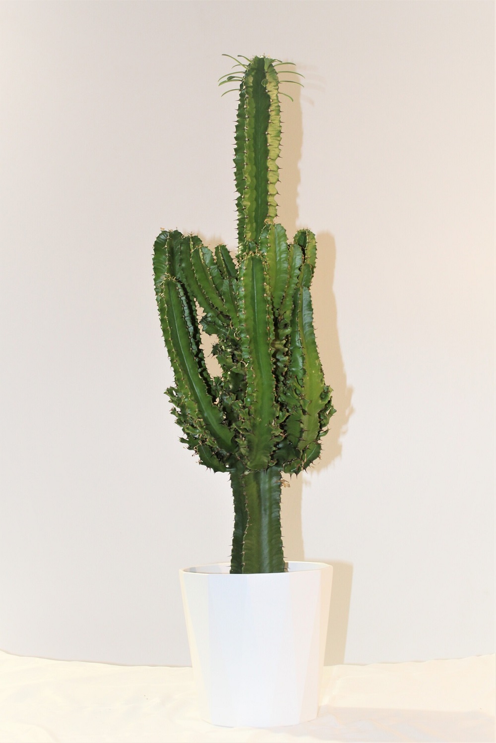 Euphorbia Eritrea Euphorbia Eritrea