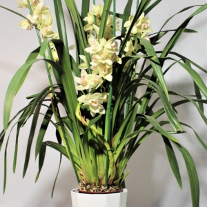 Orchidea Cymbidium 2