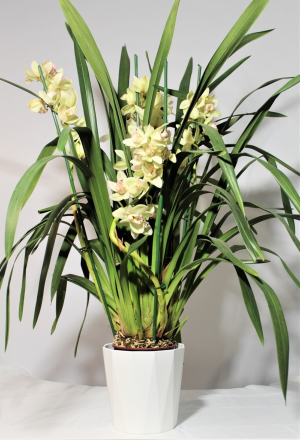 Orchidea Cymbidium 2