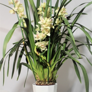 Orchidea Cymbidium 3