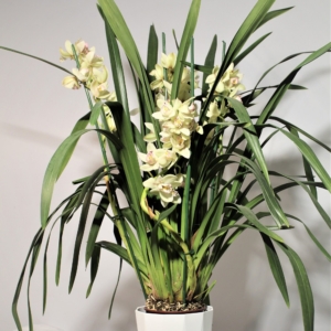 Orchidea Cymbidium