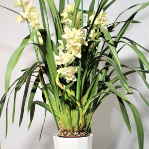 Orchidea Cymbidium 4