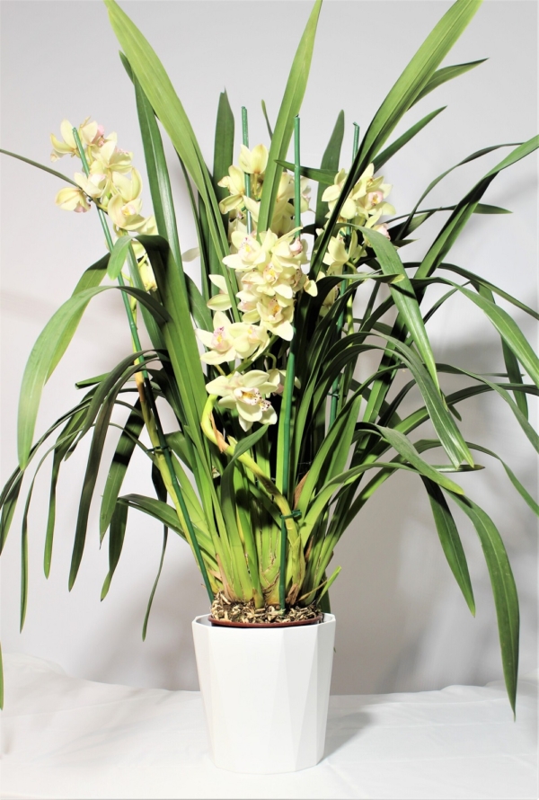 Orchidea Cymbidium 4