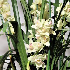 Orchidea Cymbidium 5