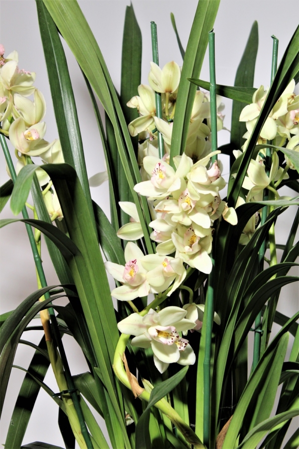 Orchidea Cymbidium 5