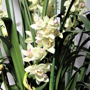 Orchidea Cymbidium 6