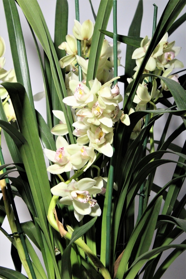 Orchidea Cymbidium 6