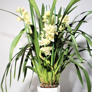 Orchidea Cymbidium 7