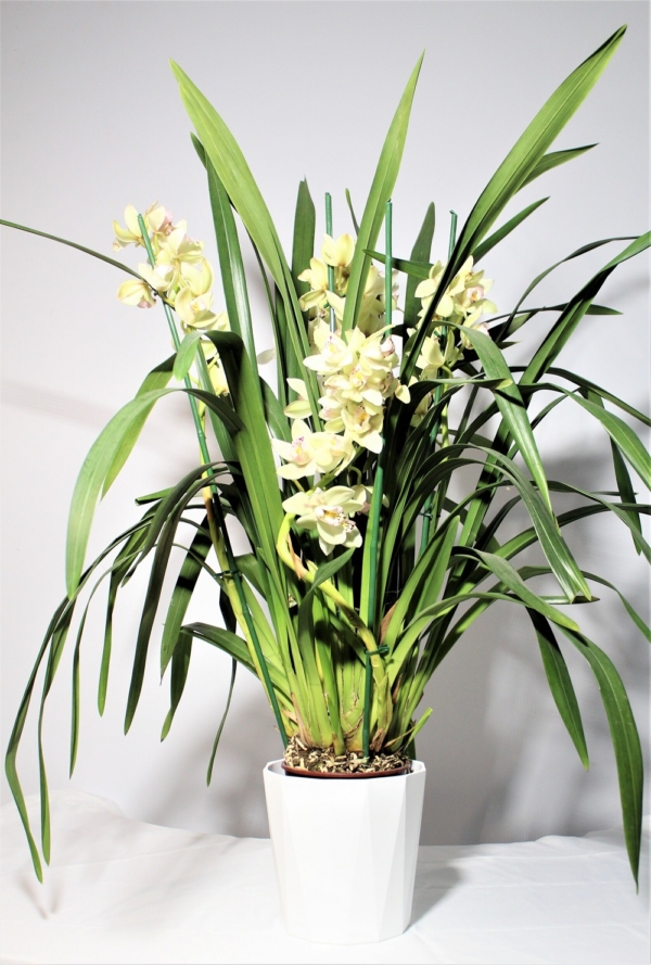 Orchidea Cymbidium 7