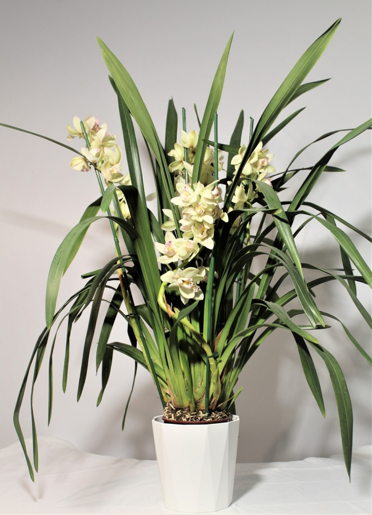 Orchidea Cymbidium