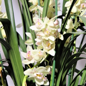 Orchidea Cymbidium 8