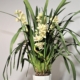 Orchidea Cymbidium