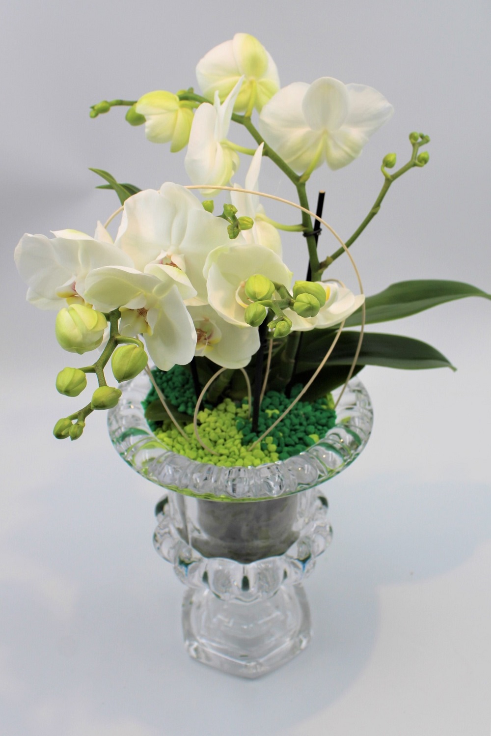 Orchidea in Calice di Cristallo 1