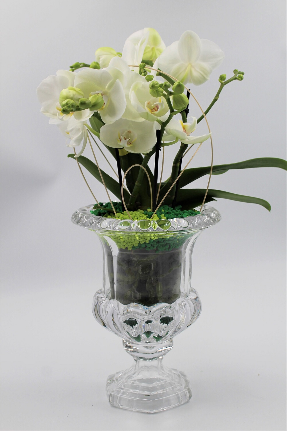 Orchidea in Calice di Cristallo 6