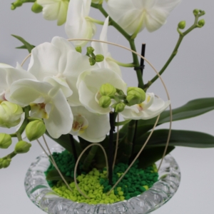 Orchidea in Calice di Cristallo 8