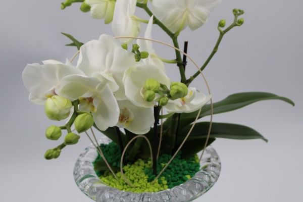 Orchidea in Calice di Cristallo 8