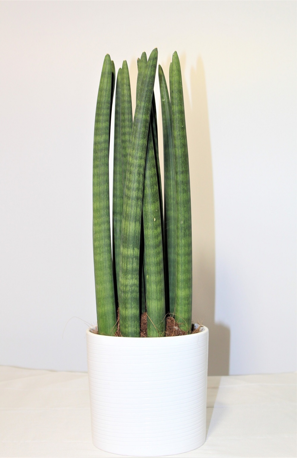 Sansevieria Cylindrica 2 Sansevieria Cylindrica 2