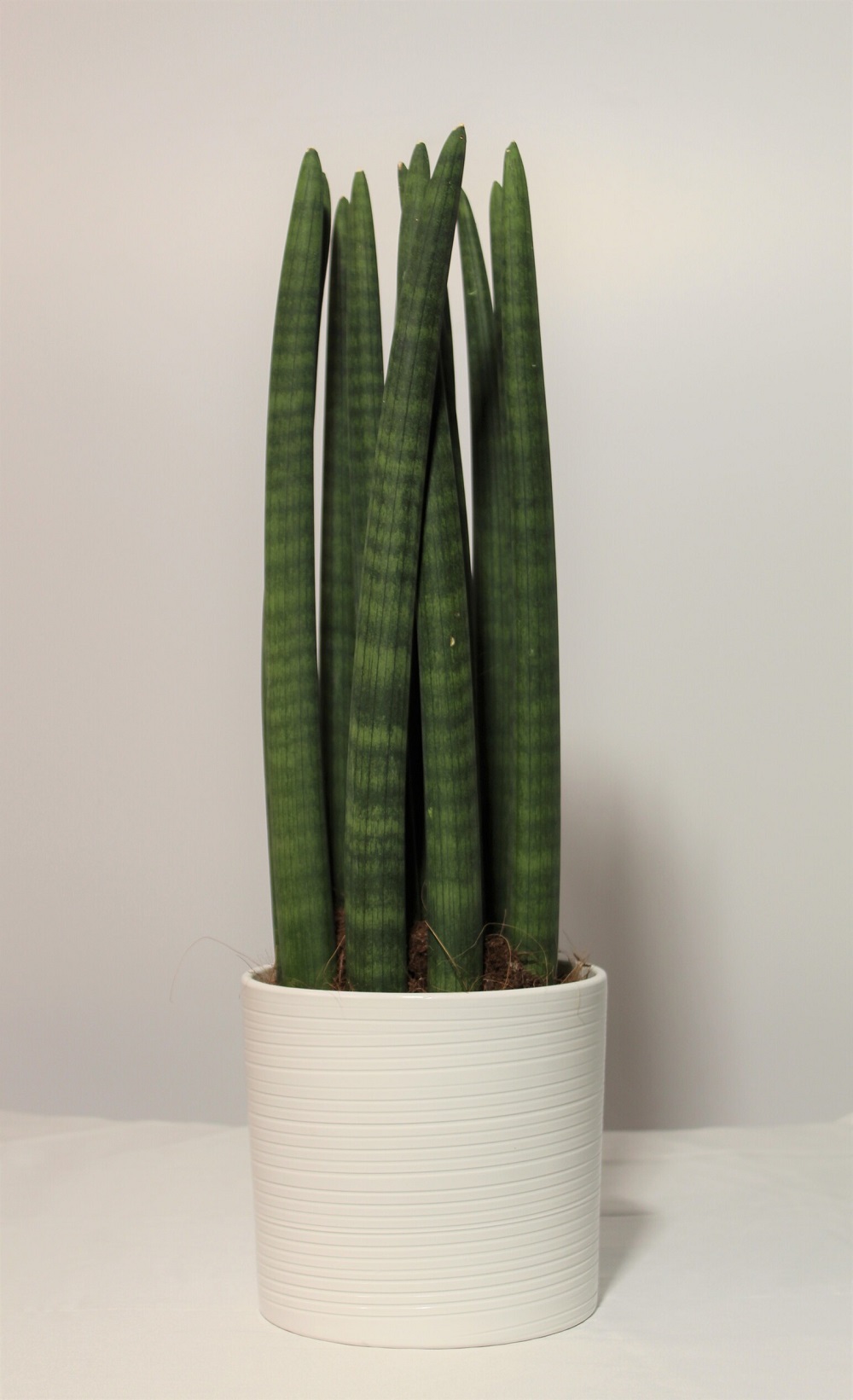 Sansevieria Cylindrica 3 Sansevieria Cylindrica 3
