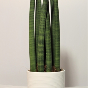 Sansevieria Cylindrica