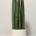 Sansevieria Cylindrica